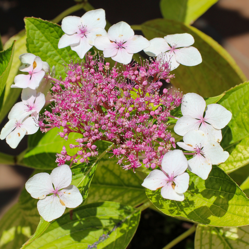 Hortensia aspera sargentiana - Hydrangea aspera sargentiana Pot 2L