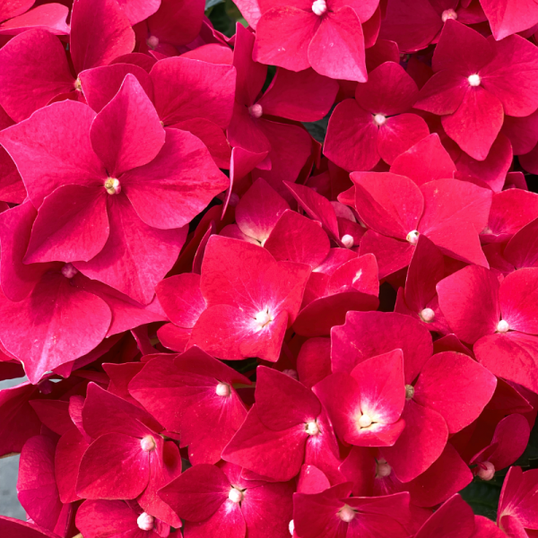 Hortensia macrophylla merveille sanguine - Hydrangea macrophylla merveille sanguine Pot 3L