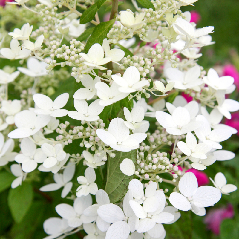 Hortensia paniculata kyushu - Hydrangea paniculata kyushu Pot 3L