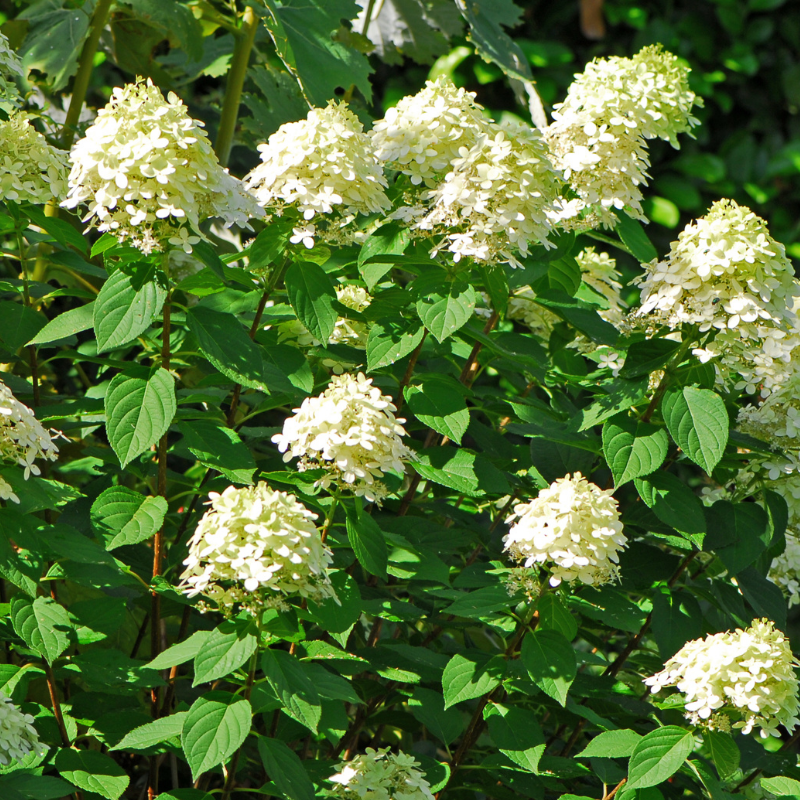 Hortensia paniculata grandiflora - Hydrangea paniculata grandiflora Pot 3L