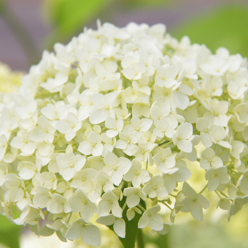 Hortensia arb annabelle - Hydrangea arb annabelle Pot 3L