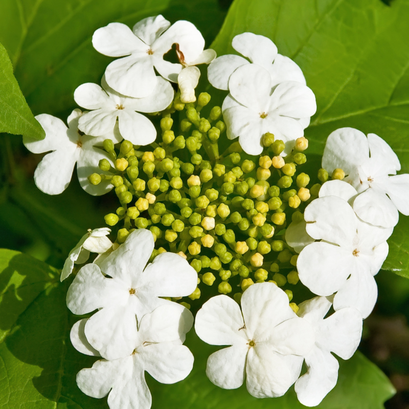 Hortensia macrophylla tricolor - Hydrangea macrophylla tricolor Pot 3L