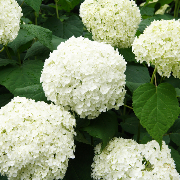 Hortensia macrophylla white wave - Hydrangea macrophylla white wave Pot 3L