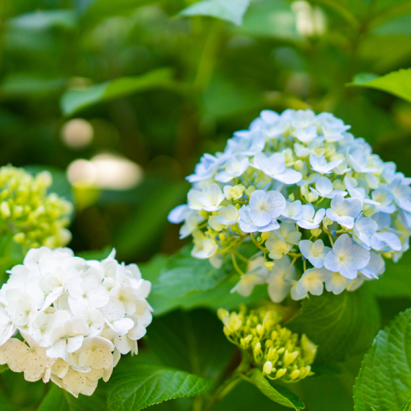 Hortensia macrophylla mme emile mouillere - Hydrangea macrophylla mme emile mouillere Pot 3L