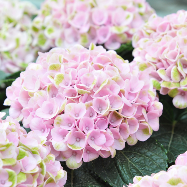 Hortensia Bouquet Rose - Hydrangea macrophylla bouquet rose Pot 3L