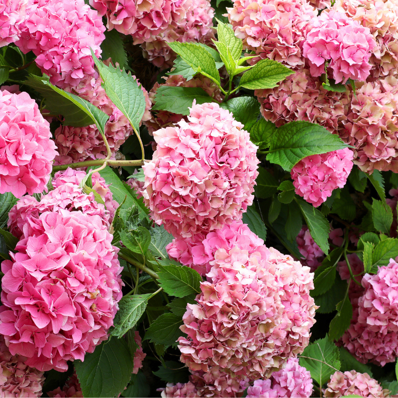 Hortensia macrophylla - Hydrangea macrophylla Pot 3L