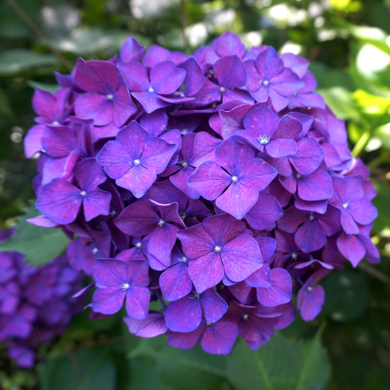 Hortensia Bodensee - Hydrangea macrophylla bodensee Pot 3L