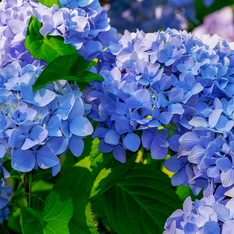 Hortensia Blauer Prinz - Hydrangea macrophylla blauer prinz Pot 3L