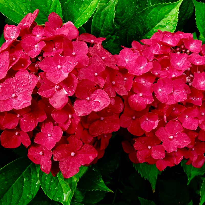 Hortensia Alpenglühen - Hydrangea macrophylla alpengluhen Pot 3L