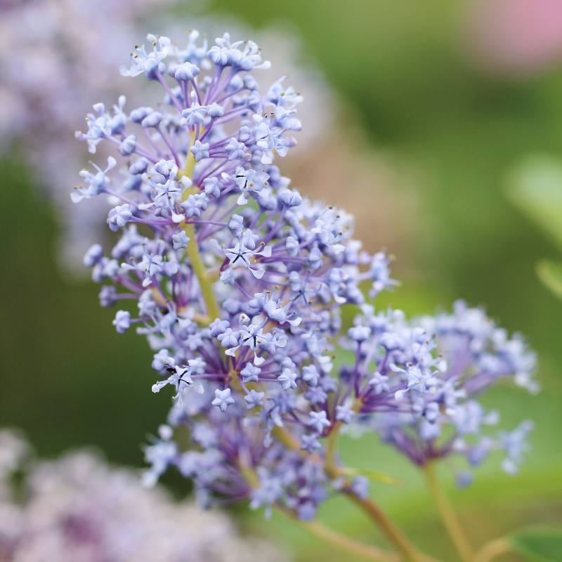 Céanothe thyrsiflorus skylark - Ceanothus thyrsiflorus skylark Pot 3L