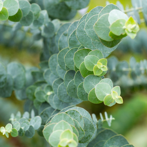 Eucalyptus gunnii azura - Eucalyptus gunnii azura Pot 2L