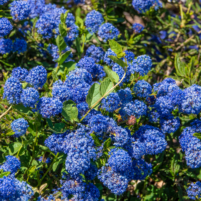 Céanothe impressus victoria - Ceanothus impressus victoria Pot 3L