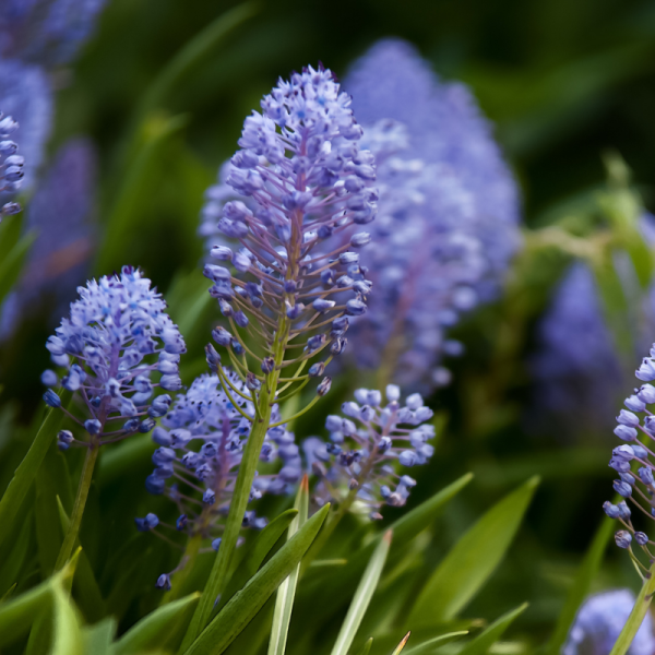 Céanothe impressus - Ceanothus impressus Pot 3L