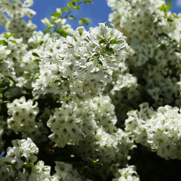 Céanothe snow flurries pyramide - Ceanothus snow flurries pyramide Pot 17cm