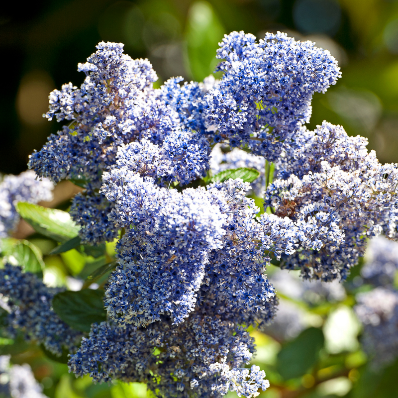 Lilas de Californie blue mound - Ceanothus blue mound Pot 3L