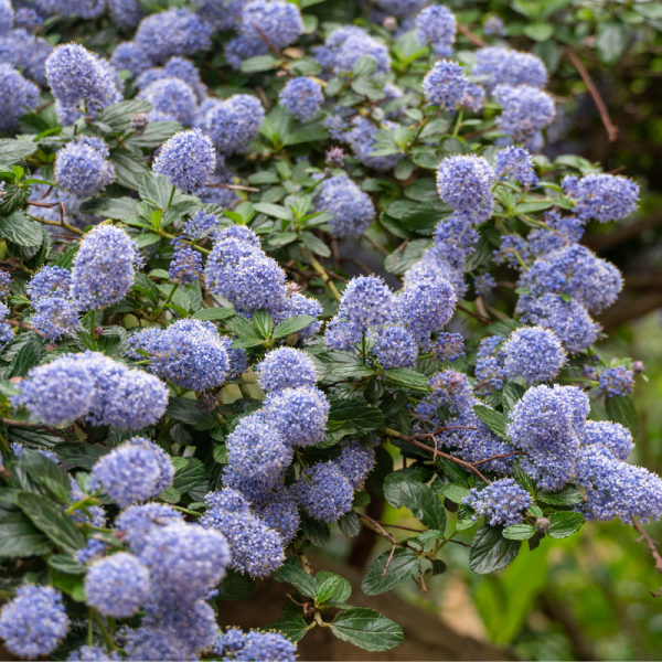 Céanothe gloire de versailles - Ceanothus gloire de versailles Pot 3L