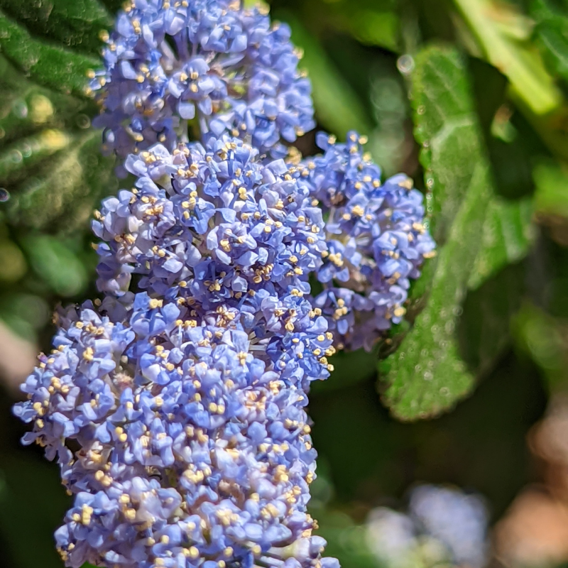 Céanothe del henri defosse - Ceanothus del henri defosse Pot 3L