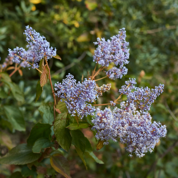 Céanothe tuxedo - Ceanothus tuxedo Pot 3L