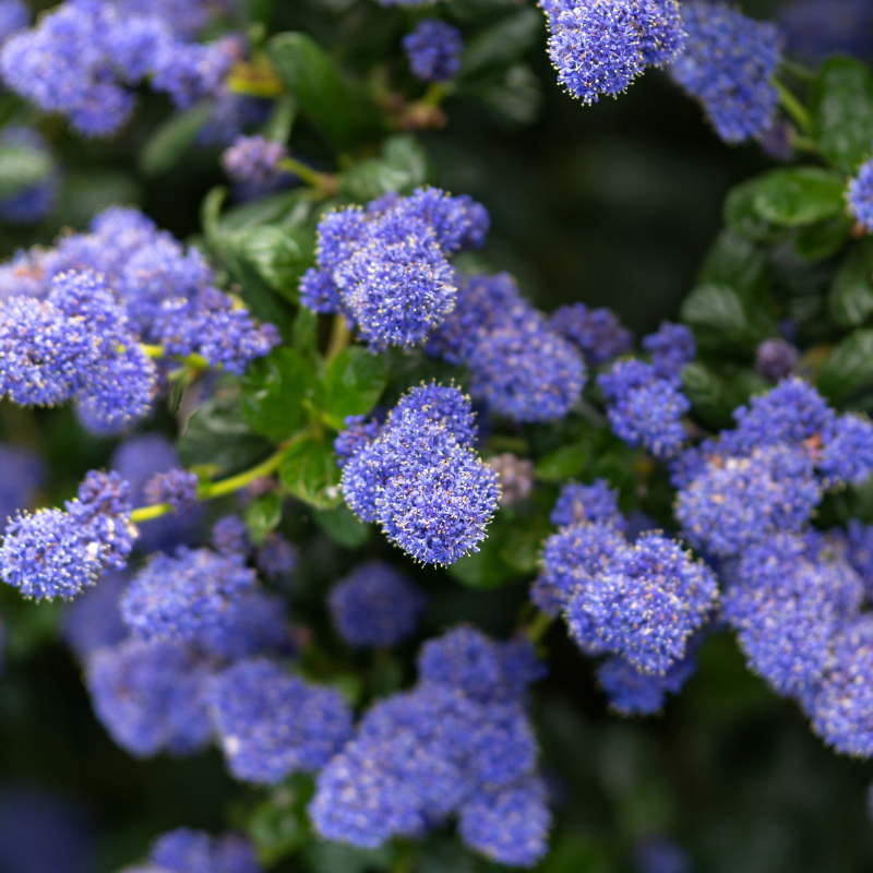 Céanothe rampant thyrsiflorus - Ceanothus rampant thyrsiflorus Pot 3L