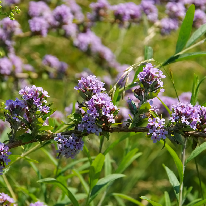 Arbre aux papillons alternifolia - Buddleja alternifolia Pot 3L