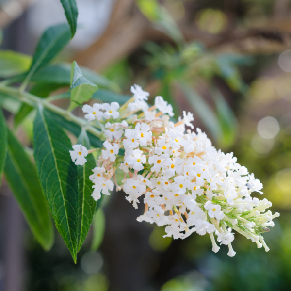 Arbre aux papillons white profusion - Buddleja davidii white profusion Pot 3L