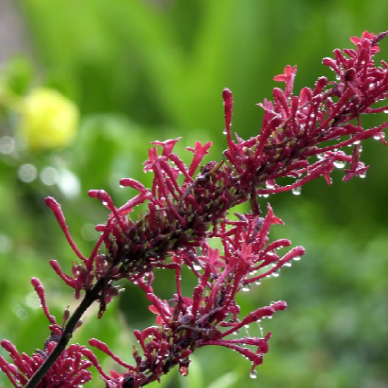 Arbre aux papillons royal red - Buddleja davidii royal red Pot 3L