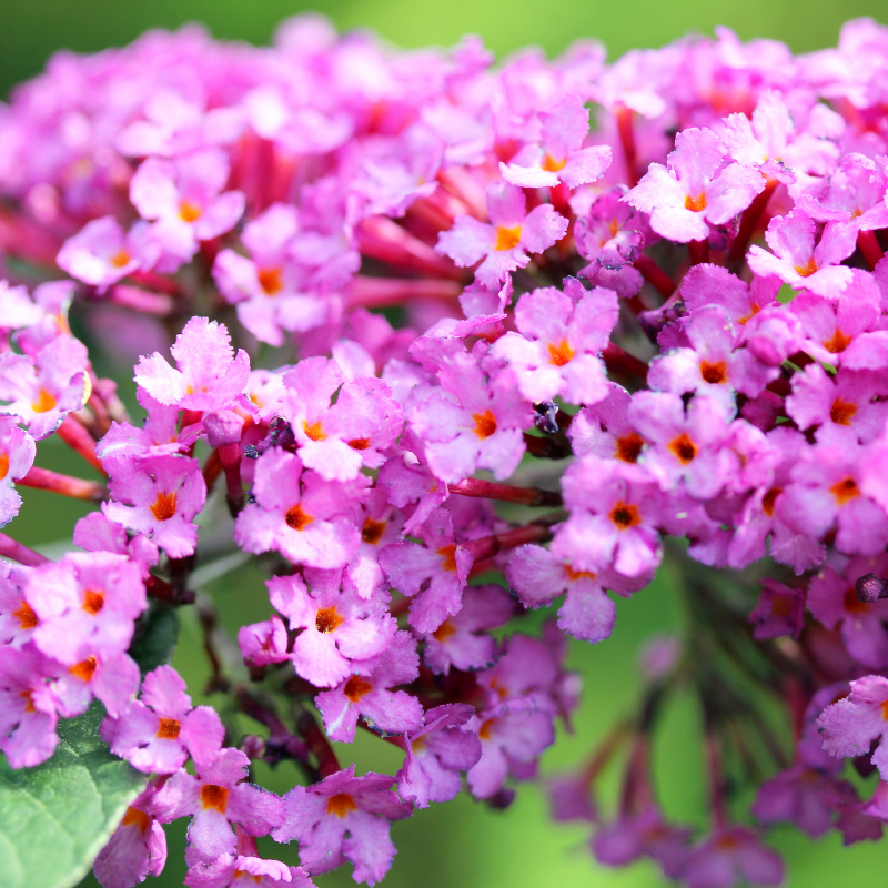 Arbre aux papillons pink delight - Buddleja davidii pink delight Pot 3L