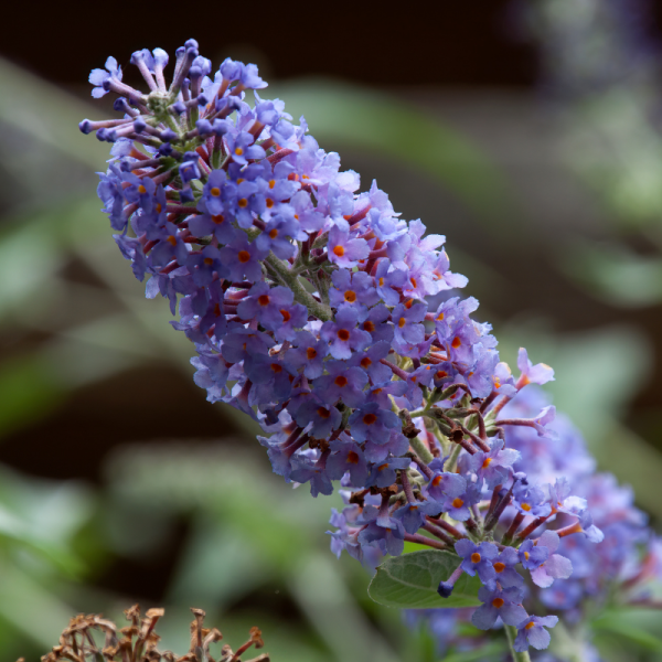 Arbre aux papillons nanho blue - Buddleja davidii nanho blue Pot 3L