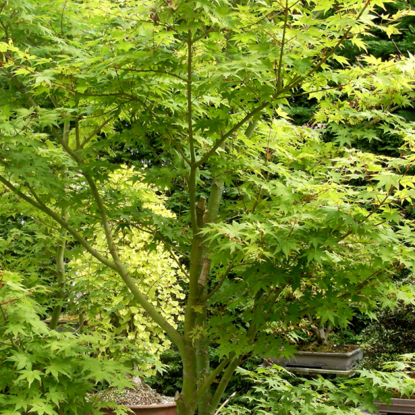 Érable palmé Dissectum - Acer palmatum dissectum 40cm