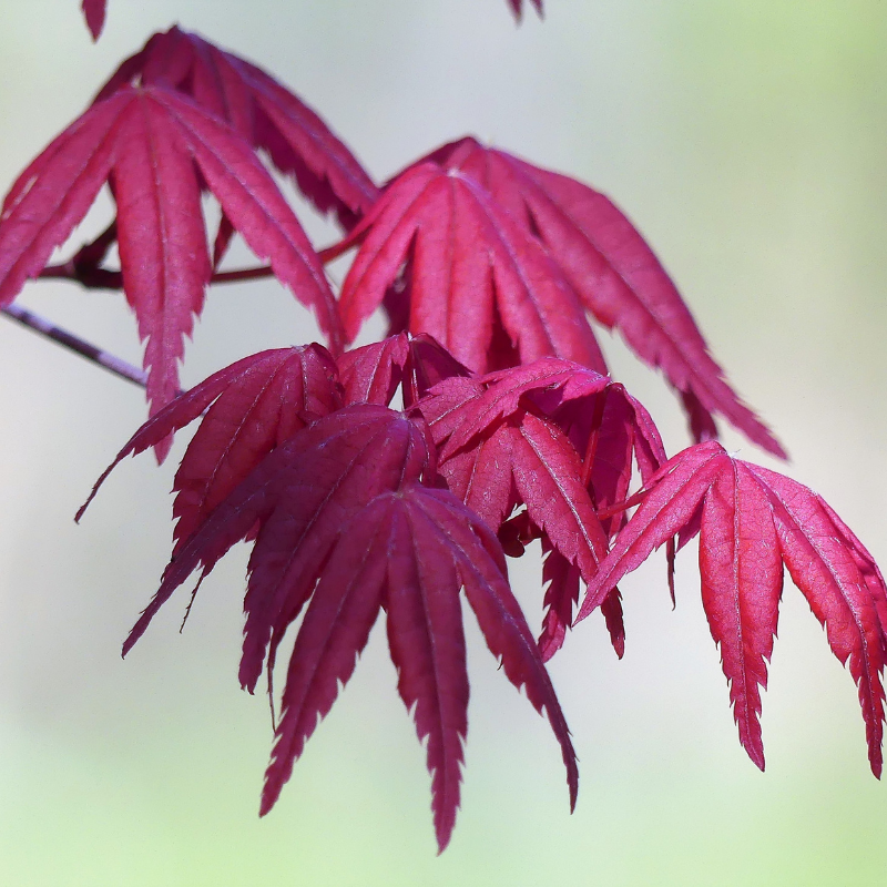 Érable palmé Starfish - Acer palmatum starfish 40cm