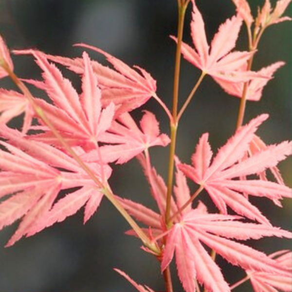 Érable palmé Taylor - Acer palmatum taylor 40cm