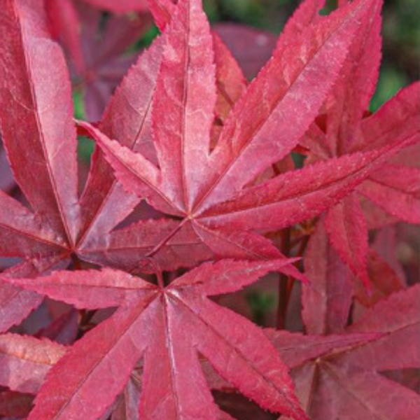 Érable Twomblys Red Sentinel - Acer twomblys red sentinel 40cm