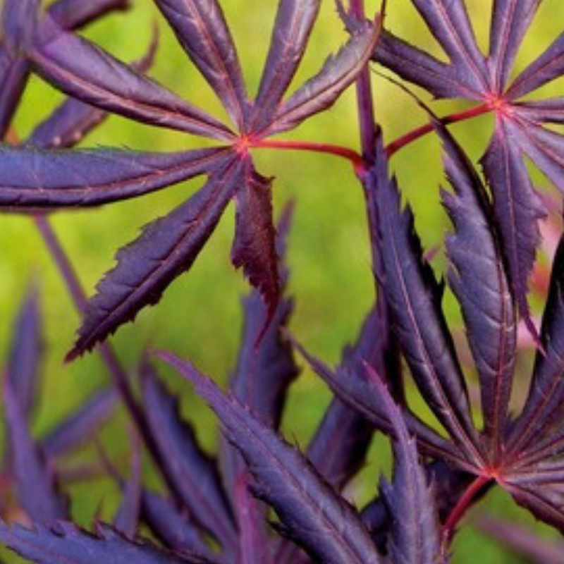 Érable palmé or dété - Acer palmatum summer gold 40cm