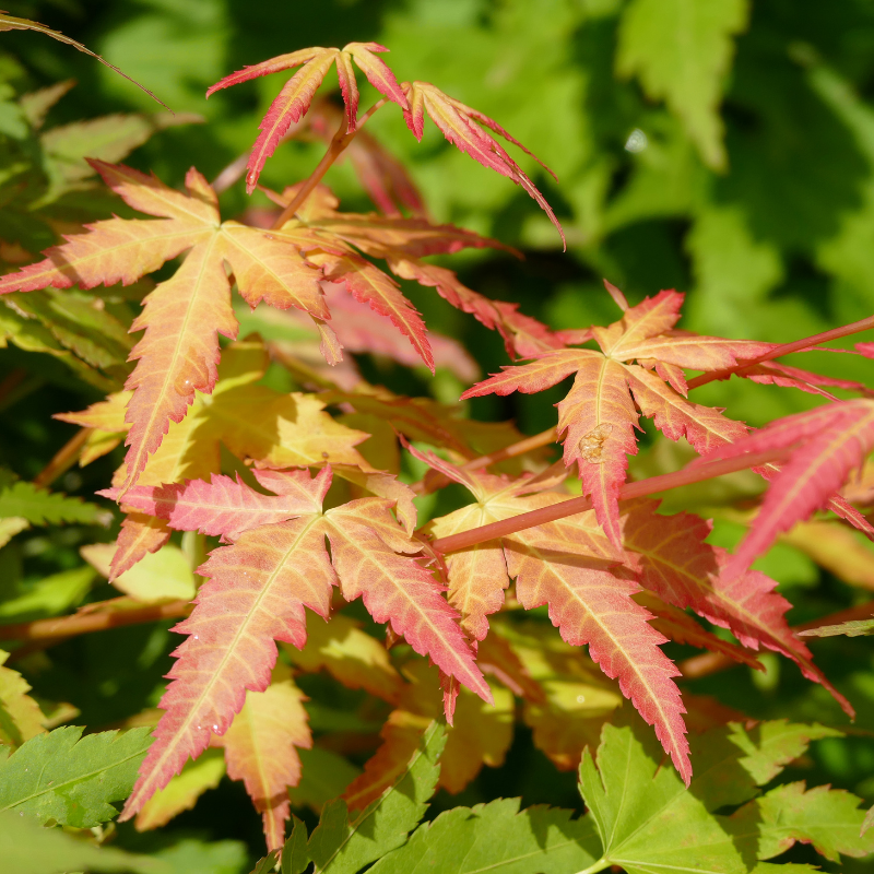 Érable du Japon Little Princess - Acer palmatum little princess 40cm