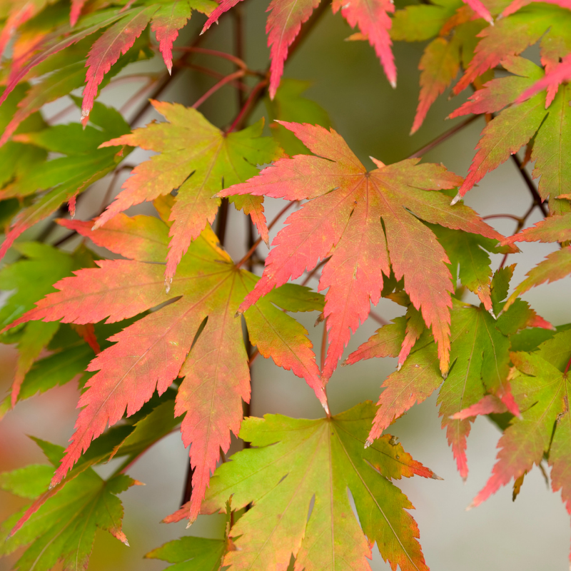 Érable du Japon Jerre Schwartz - Acer palmatum jerre schwartz 40cm