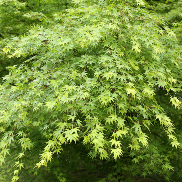 Érable du Japon Butterfly - Acer palmatum butterfly 40cm