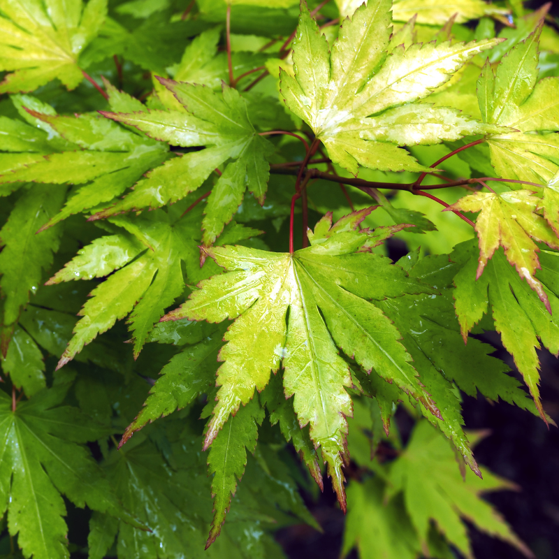 Érable du Japon Going Green - Acer palmatum going green 40cm