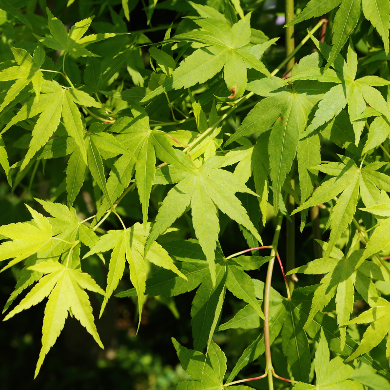 Érable du Japon Bi Hoo - Acer palmatum bi hoo 40cm