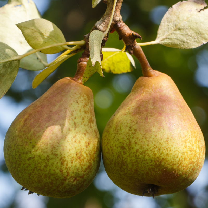 Pyrus communis Doyenné Du Comice - Poirier 120 cm en pot