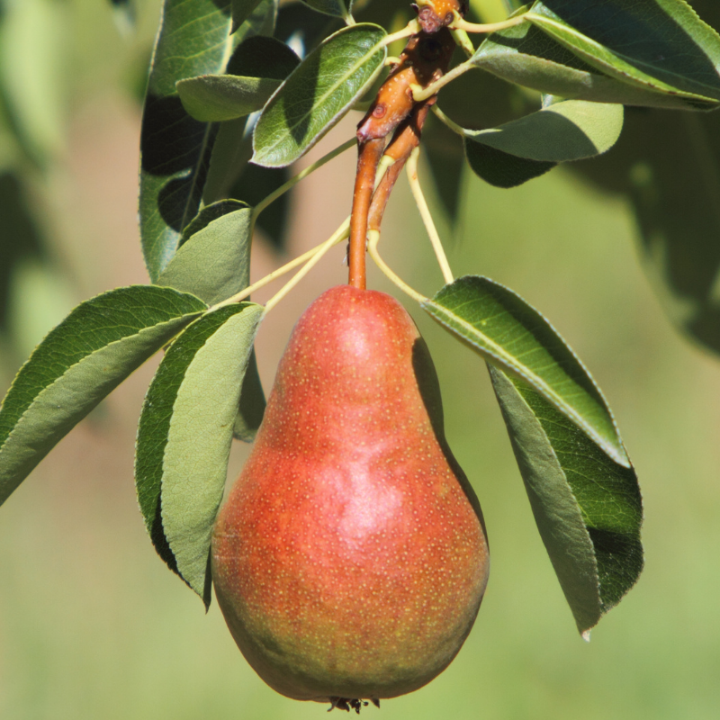 Pyrus communis Clapps Favourite - Poirier 120 cm en pot