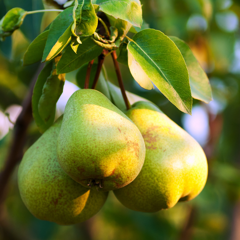 Pyrus communis - Poirier 120 cm en pot