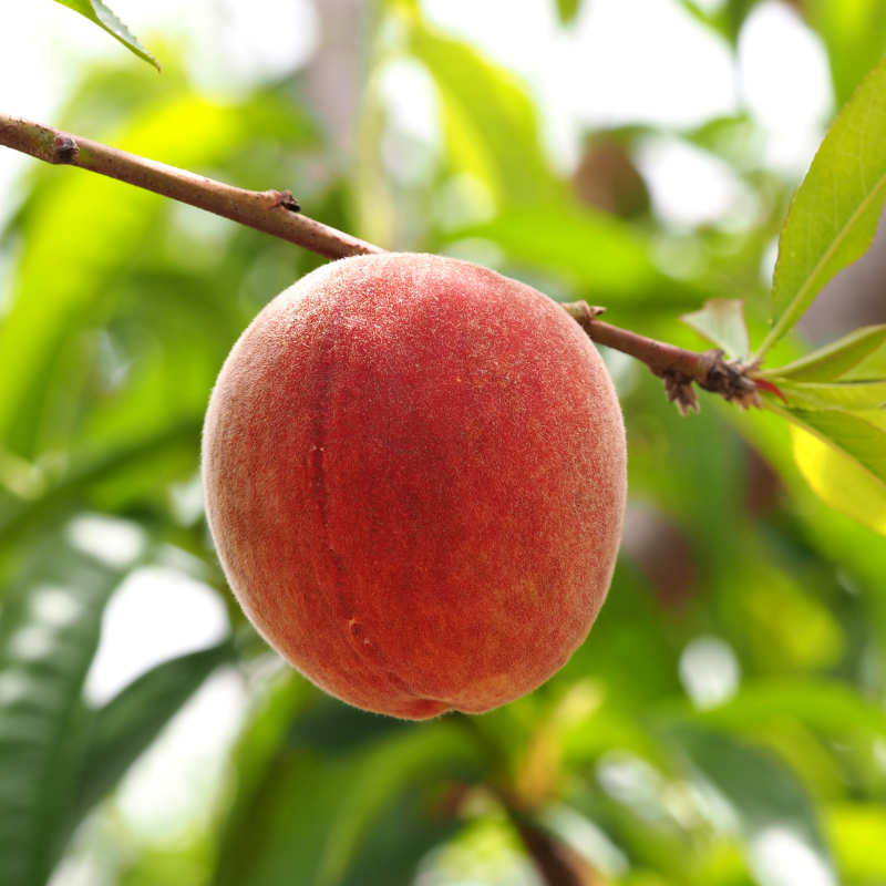 Prunus persica Reine Des Vergers - Pêcher 120 cm en pot