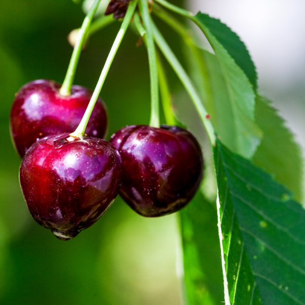 Prunus avium Van - Cerisier 120 cm en pot