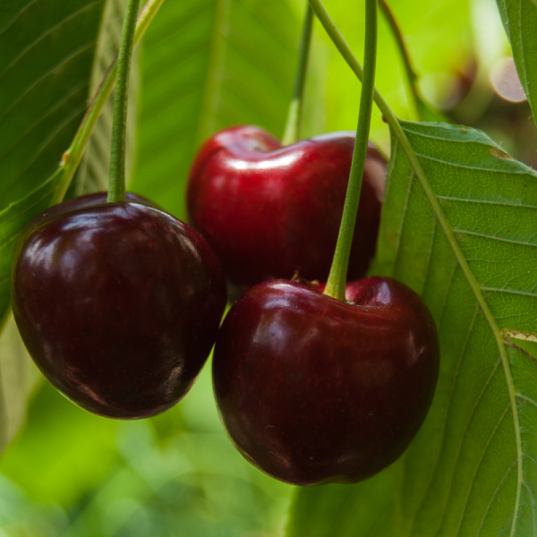 Prunus avium Sunburst - Cerisier 120 cm en pot