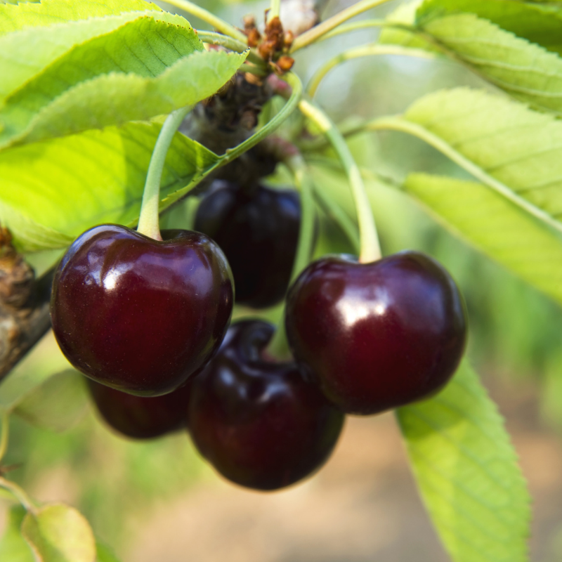 Prunus avium Regina - Cerisier 120 cm en pot