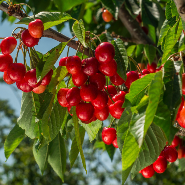 Prunus avium Lapins - Cerisier 120 cm en pot