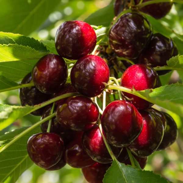 Prunus avium Kordia - Cerisier 120 cm en pot