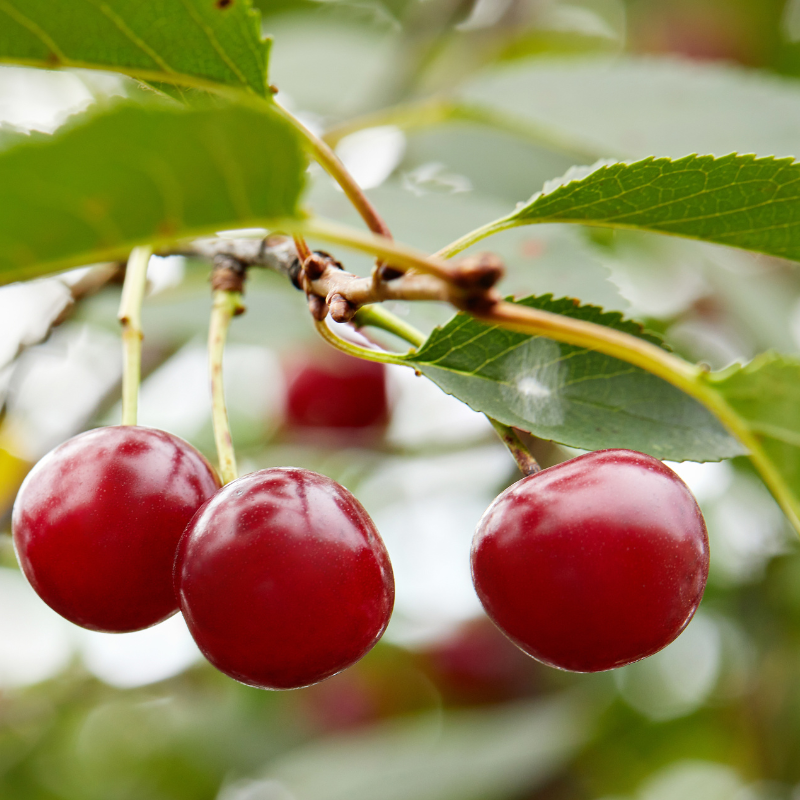 Prunus avium Hedelfinger - Cerisier 120 cm en pot