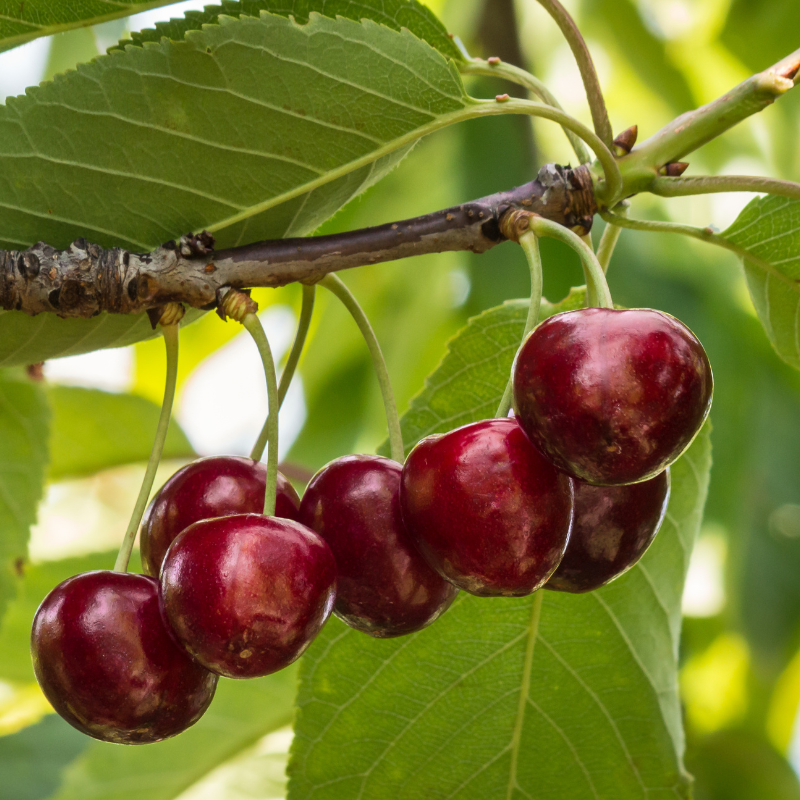 Prunus avium Burlat - Cerisier 120 cm en pot