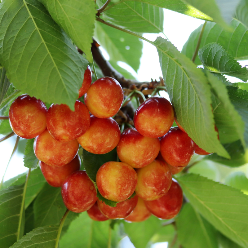 Prunus avium Bigarreau Napoleon - Cerisier 120 cm en pot